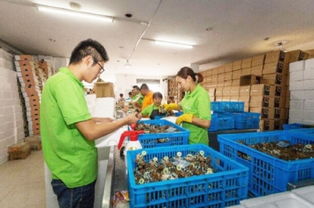 數(shù)字浪潮中的鄉(xiāng)村振興 電商交易額創(chuàng)新高，羽絨產(chǎn)品暢銷海外